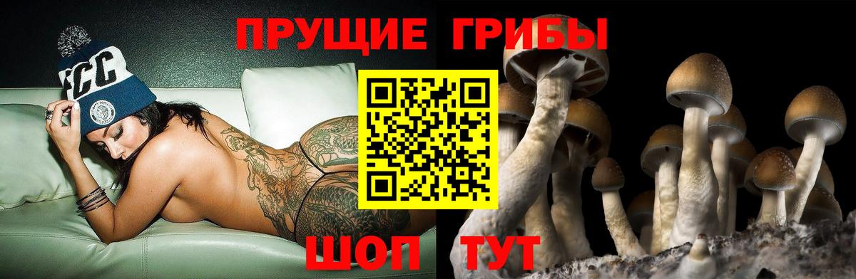 Псилоцибиновые грибы Cubensis Красный Сулин